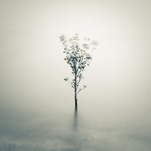 Nature Photography Tree on Water