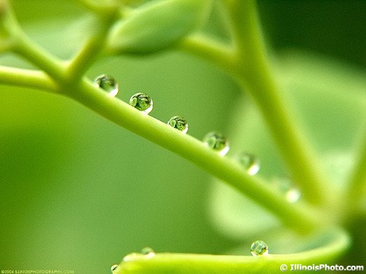 Nature PHotography Dew