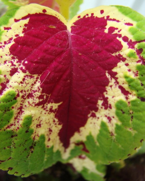 nature photography heart leaf