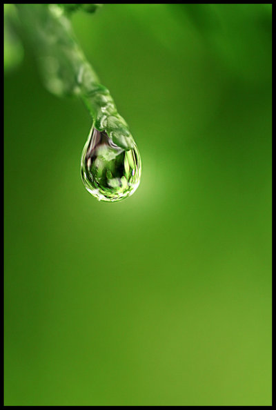 Nature Photography Dew Drop