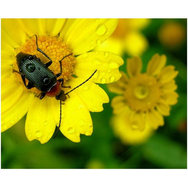 Nature Photography Bee Flower