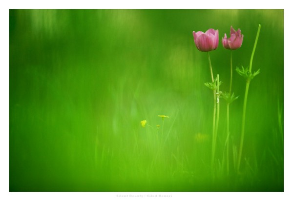 Nature PHotography Flowers