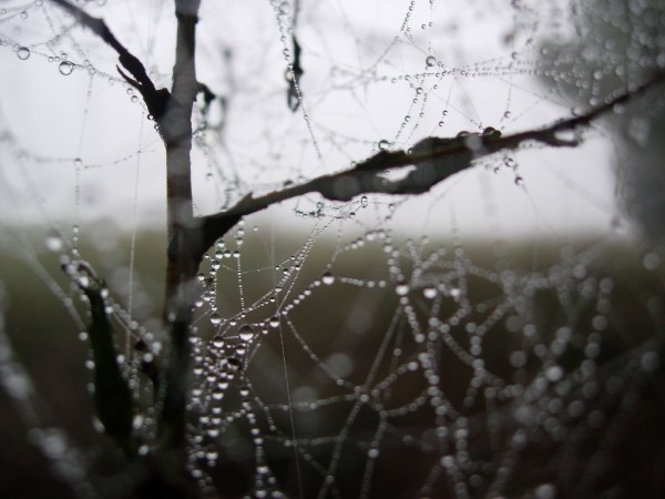 Photography wet spider web