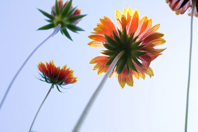 Burning_Flowers_by_MPhilipPhotography