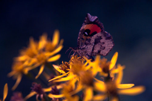 butterfly photography