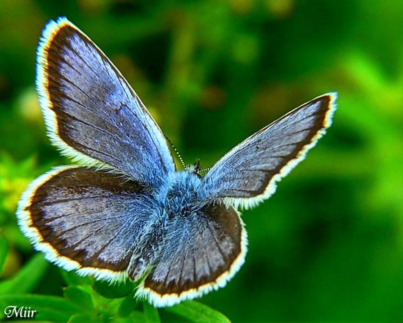 25 Enchanting Butterfly Pictures