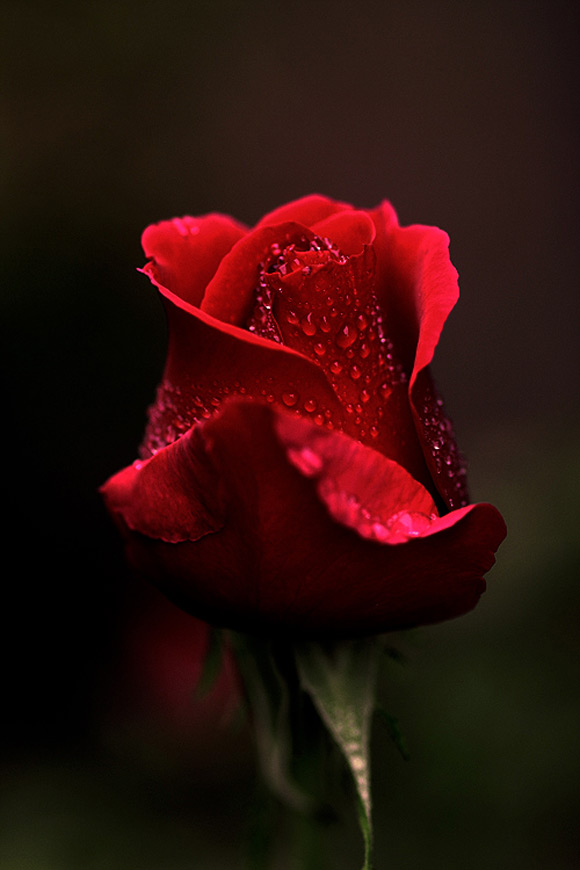 Gorgeous Rose Pictures