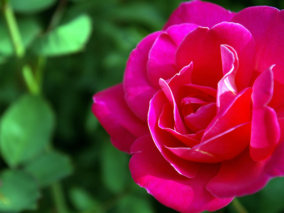 Gorgeous Rose Pictures