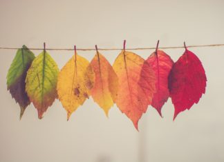 Celebrate the Beautiful Colors of Fall With These Leaf Crafts