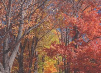 Your Guide to Photographing Fall Foliage