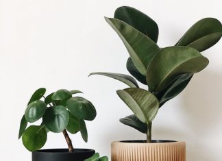 Minimum Design’s Planters Will Take Your Indoor Garden to a New Level